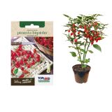 SEMENTE PIMENTA BIQUINHO 400mg